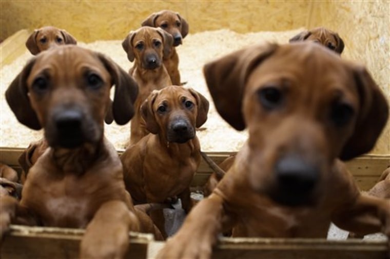 Seven Rhodesian Ridgeback puppies from a litter of 17  look out of their box in Nauen, 50 kilometers  outside  Berlin on Monday, Dec. 20, 2010. On Sept 28, and 29, the 4 years old Ridgeback Etana  had 17 puppies. All of them survived.  (AP Photo/Markus Schreiber)